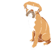 Boxer Dog