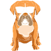 Boxer Hund