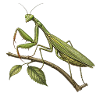 Green praying mantis on branch