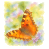 Schmetterling im Aquarellstil Kunstmotiv
