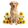 Sunflower Dog Portrait