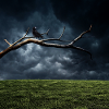 Midnight Branch with Crow