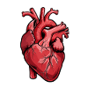 Rotes Anatomieherz 