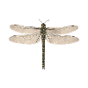 Libellule