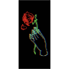 Neon Rose Hand Drawing