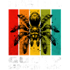 Gooty Sapphire Tarantula