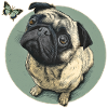 Pug with butterfly