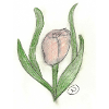 Tulpe