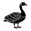 Goose