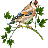 Bunter Vogel