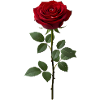Wunderschöne Rote Rose für dich