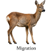 Migration Deer Motif