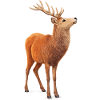 Wood deer in morning light