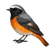 Garden Redstart Bird