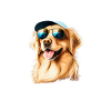 Aussie Dog Therapy