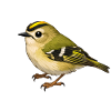 Goldcrest Bird