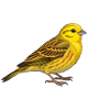 Yellowhammer bird