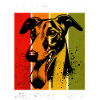 Lévrier Whippet