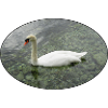 Swan swimming.