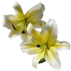 Elegant_Yellow_-_White_Lily_Flower