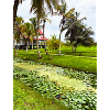 Tropical Paradise with Water Lilies