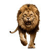Massive lion in attack