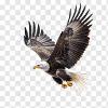 Flying Eagle Majestic Flight