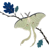 Luna Green Butterfly on Branch
