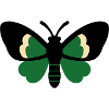 Lucky Moth Botanical Streetwear Design