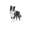 Border Collie Therapy