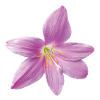 pink_rain_lily_botanical_print_gift_for_her