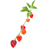 Geometric Lantern Flower Illustration