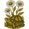 Gänseblümchen-Schildkröte
