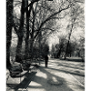 A lonely walk in the park