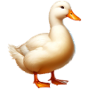 Canard laqué