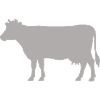 Silhouette de vache