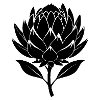 Fleur de Protéa