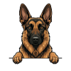Belgian Malinois Peeking Shepherd Owner