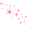 Delicate Cherry Blossoms Illustration