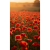 Rote Mohnblumen in der Abendsonne