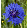 Bleuet en gros plan