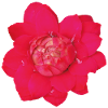 rare_red_tropical_ginger_flower_close_up