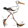 Élégante mouette en talons léopard