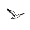 Möwe im Flug Skizze