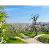 Frühlingsansicht mit blühendem Obstgarten