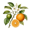 Oranger branche et fleurs
