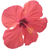 Hibiskus-Korallenblütenblüte
