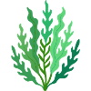seaweed