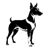 Rat Terrier