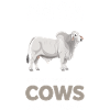 Brahman Cattle Cows Gifts